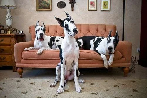 cutes.webp