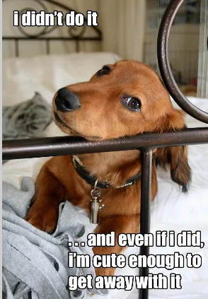 dachsund saying.webp