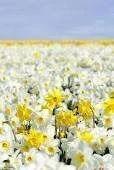 Daffs in snow.webp