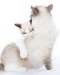 dailyhug1.webp