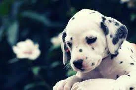 Dalmation puppy.webp