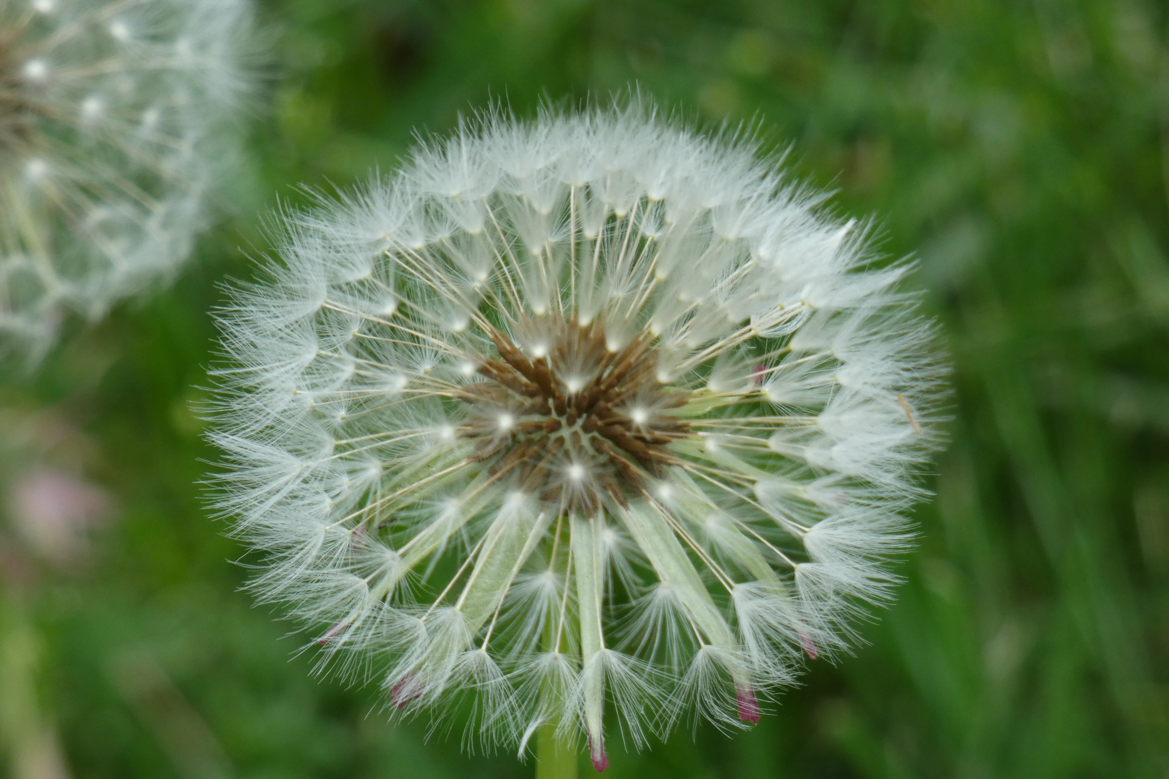 dandelion_2.webp