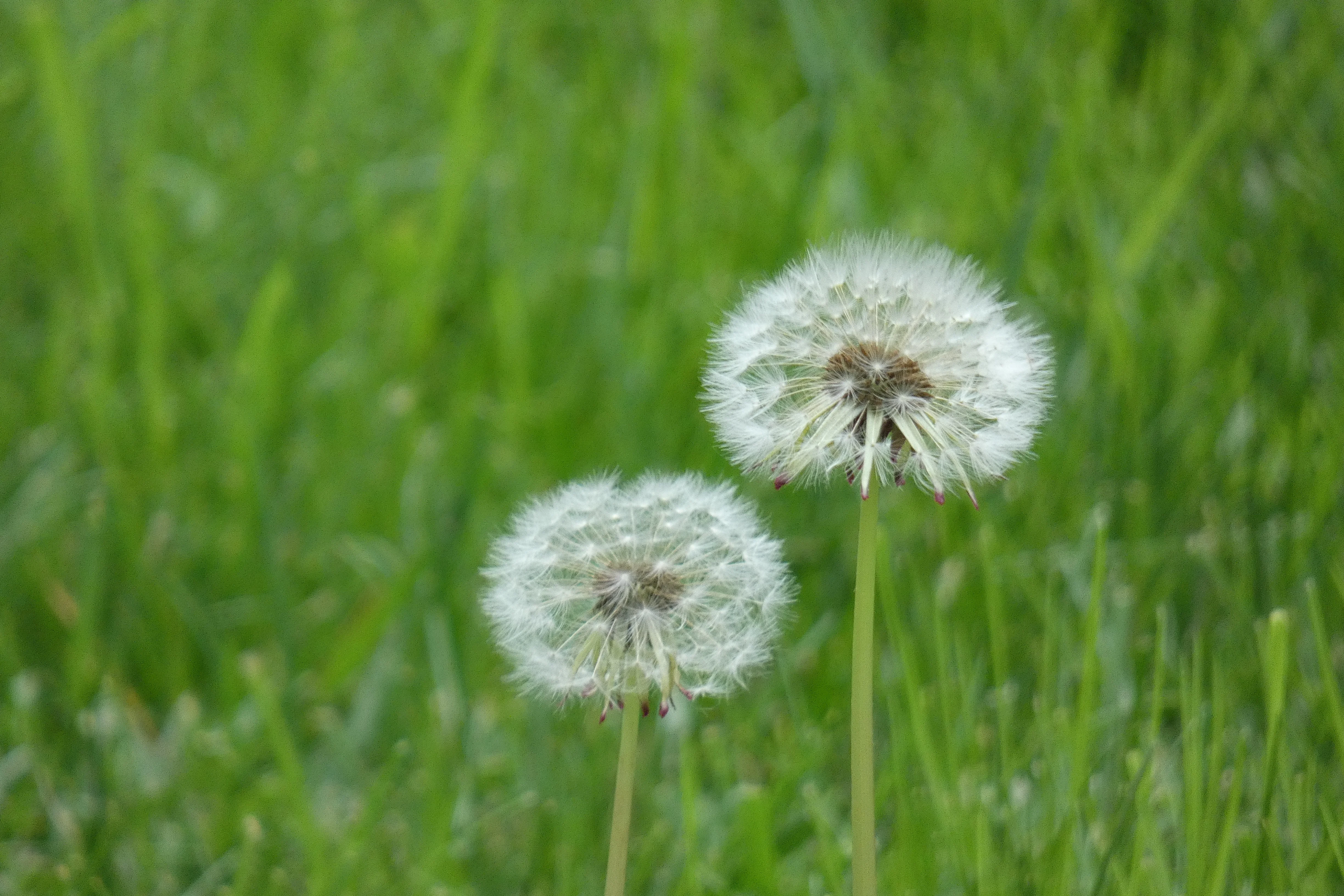 dandelions_2.webp
