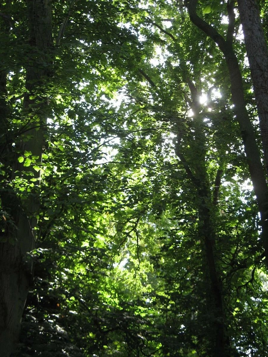 Dappled leaves.webp
