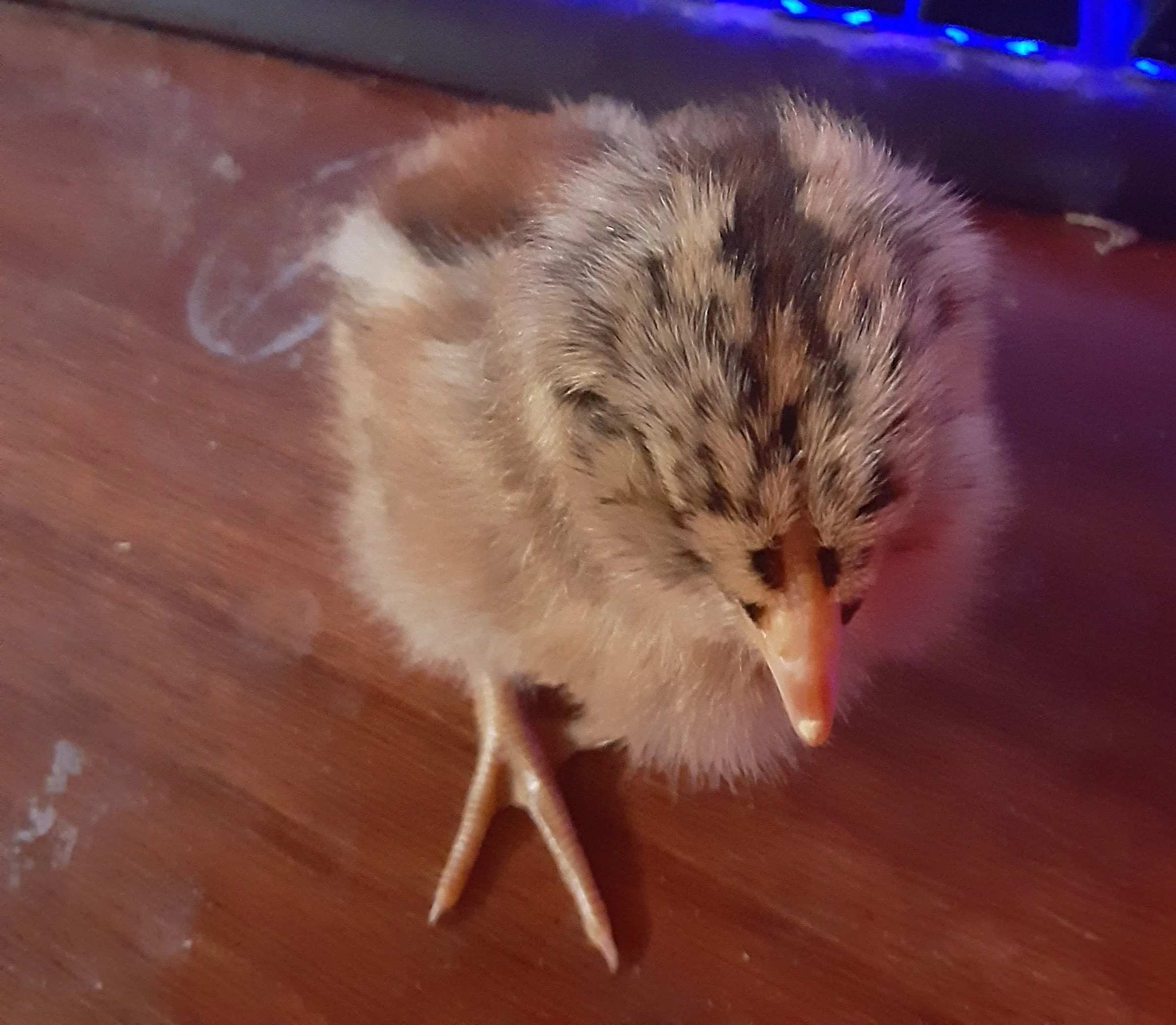 Darth chick.webp