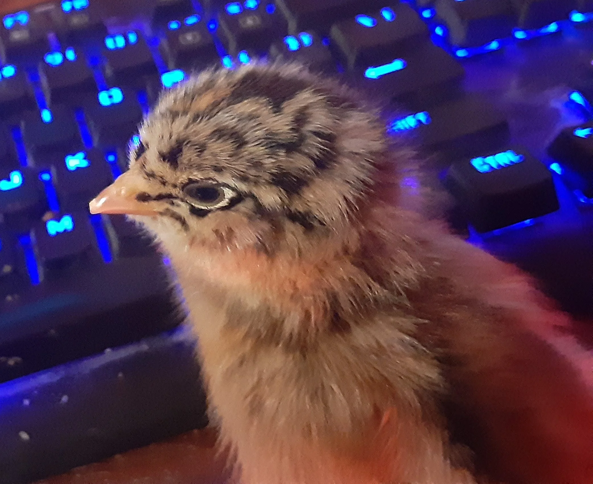 Darth chick2.webp