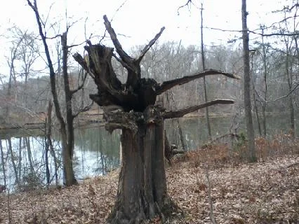 Dead Tree 1.webp