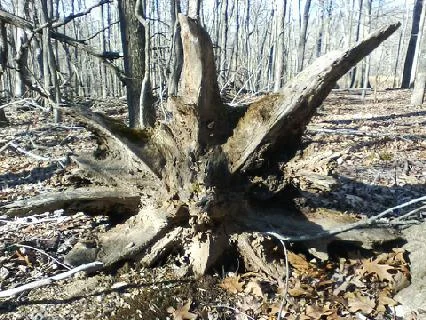 Dead Tree 2.webp