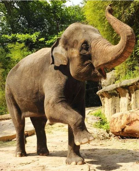 deepavali-elephant-low-res.webp