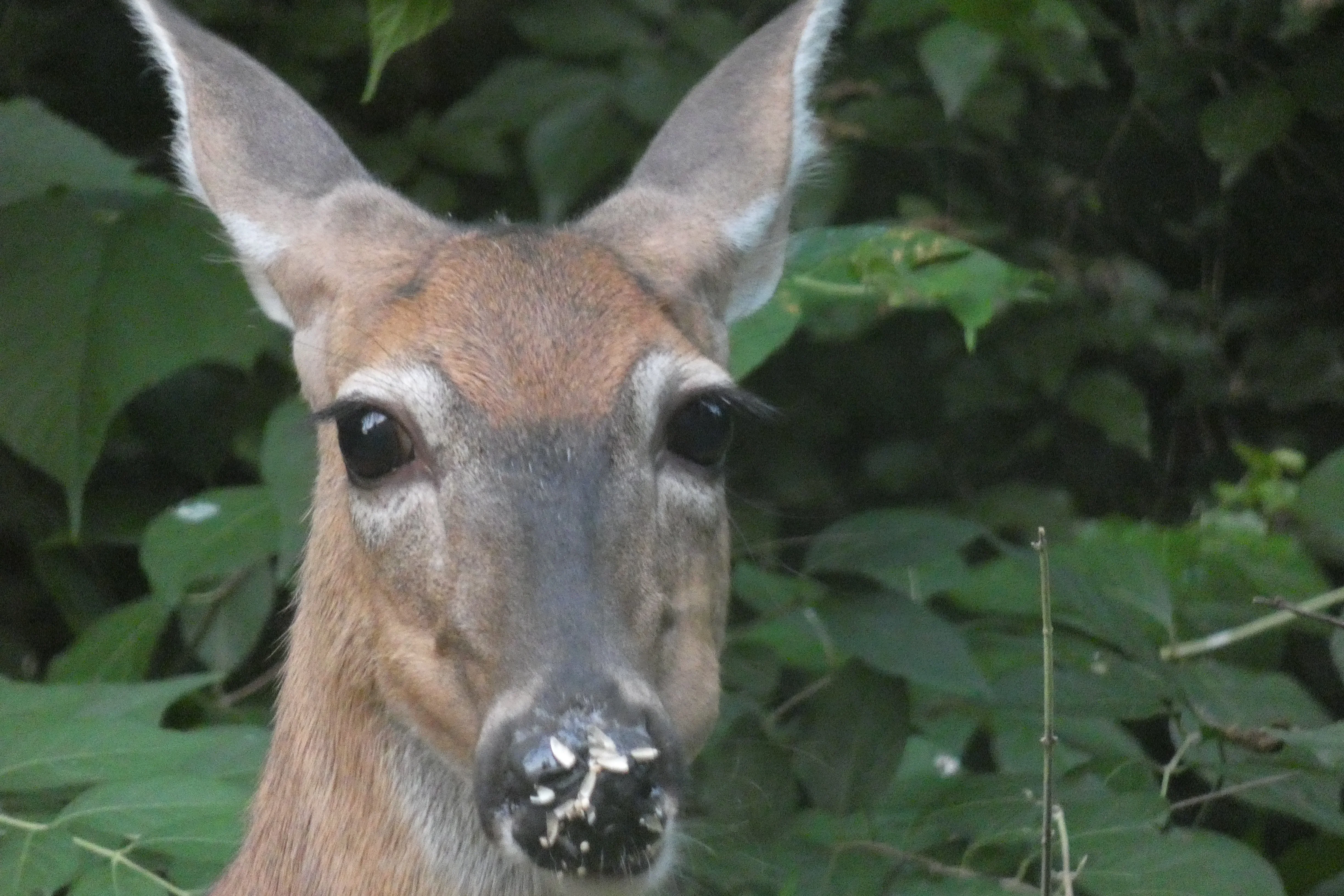 deer at feeder.webp