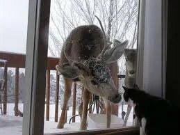 Deer curious cat.webp