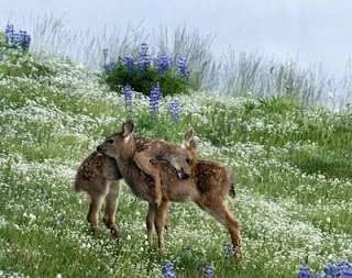 deer hugging.webp