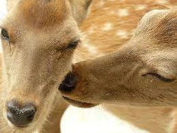 deer3.webp