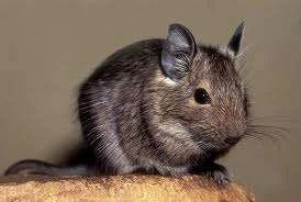 Degu.webp