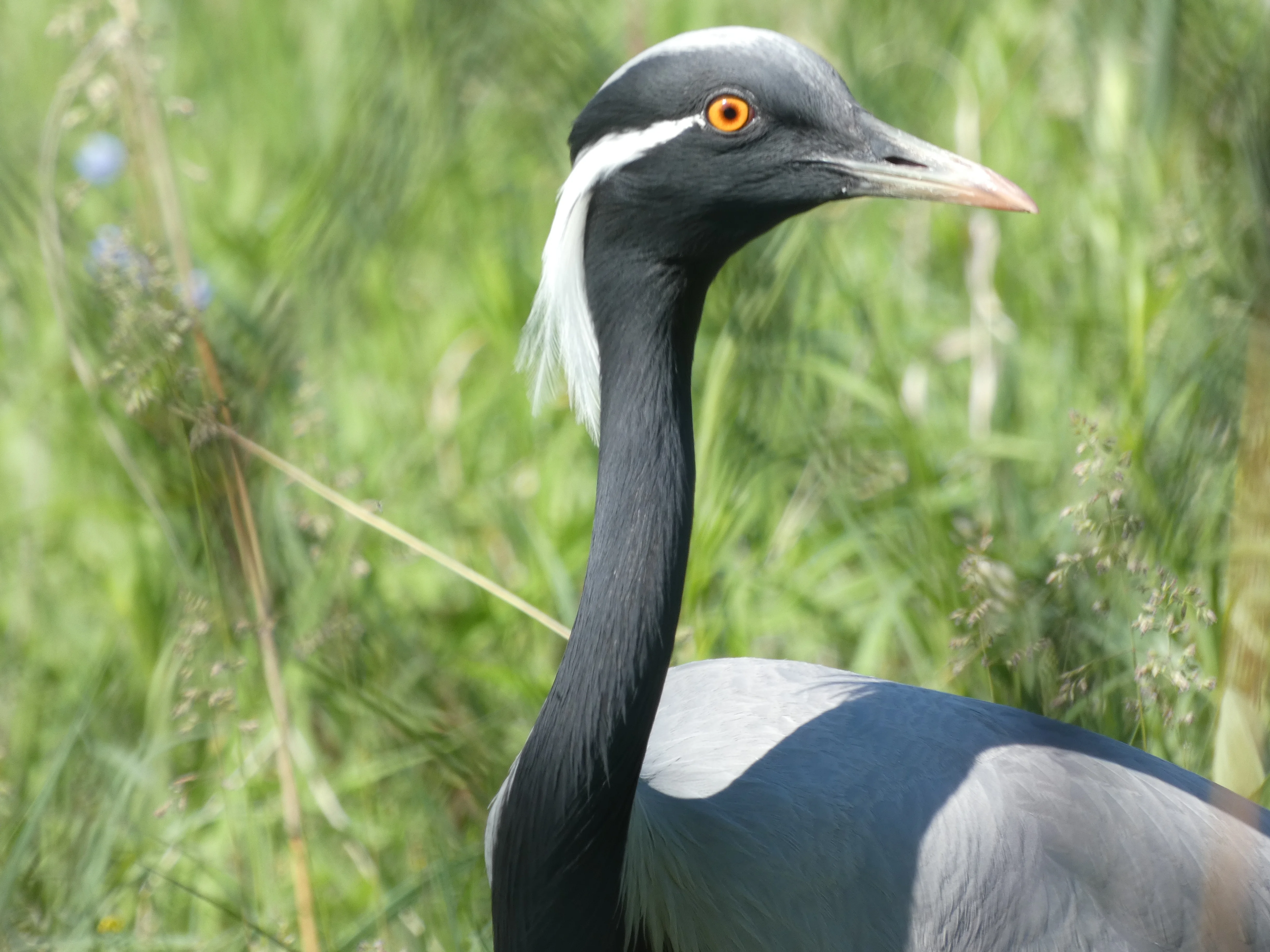 Demoiselle Crane.webp