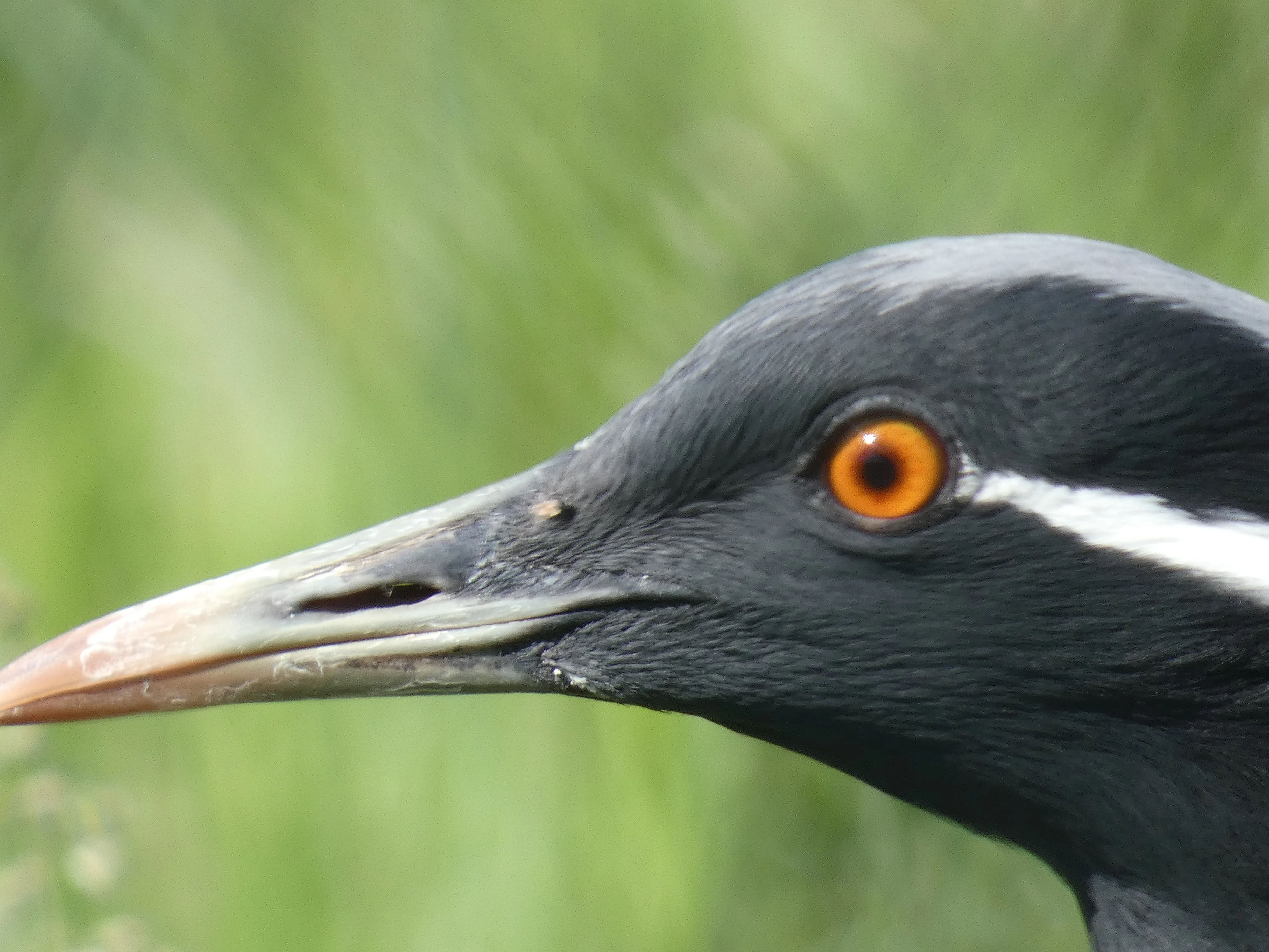 Demoiselle Crane_2.webp