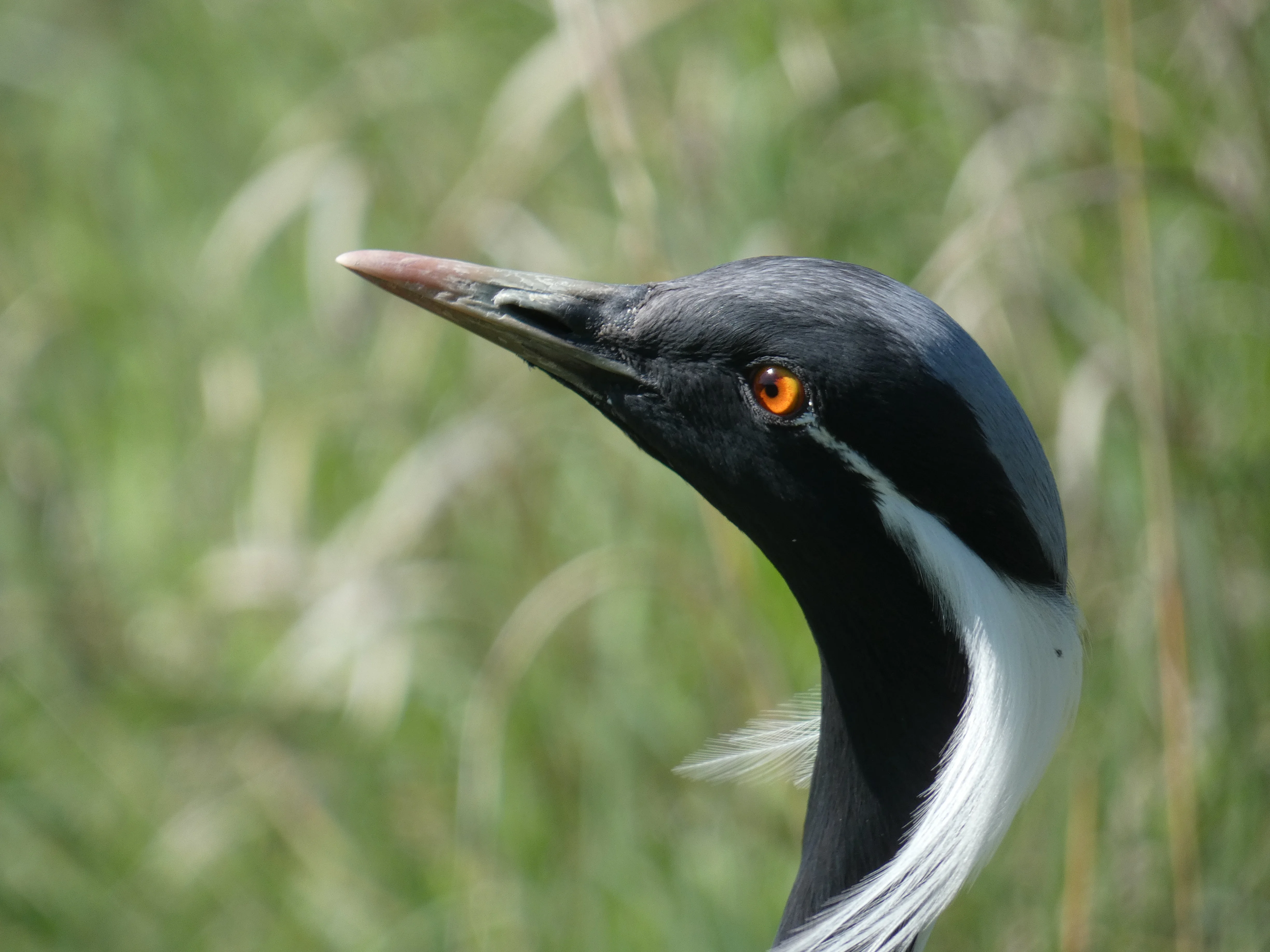 Demoiselle Crane_5.webp