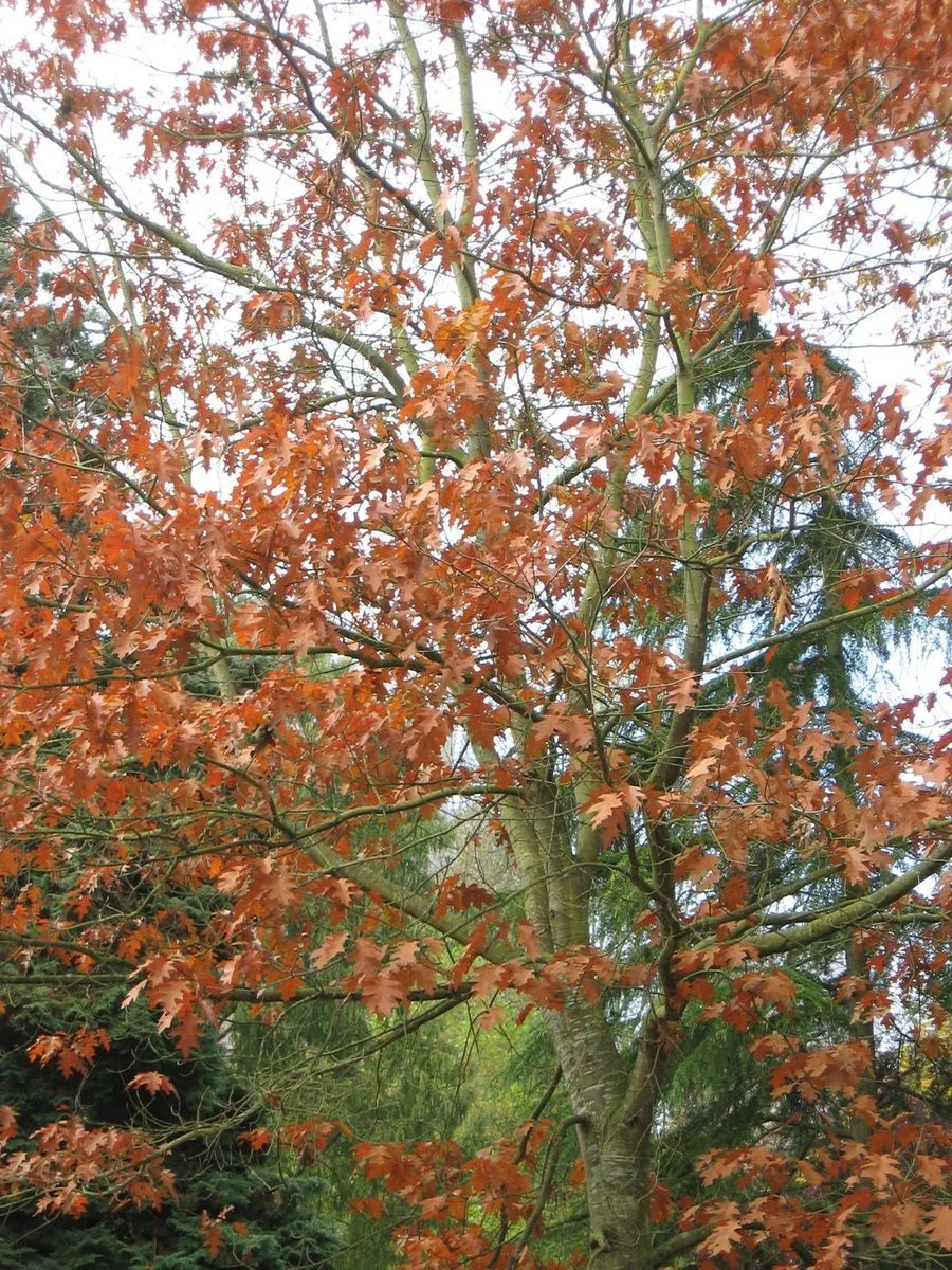 DEP Autumn colour )ct 12.webp