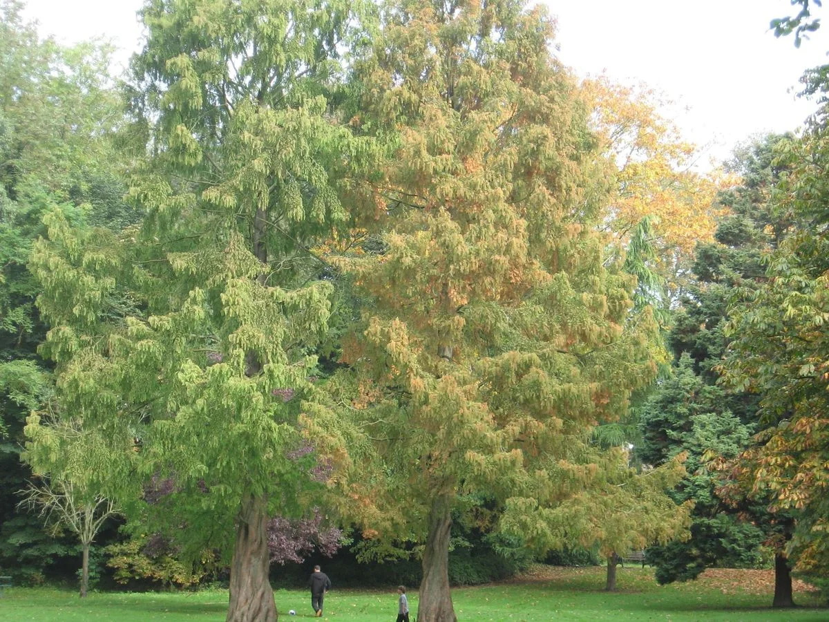 DEP Autumn colour Oct 12.webp