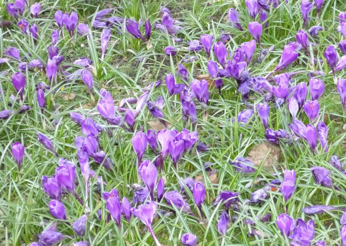 DEP crocuses.webp