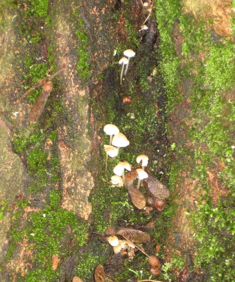 DEP Oct 12 Tree fungi.webp