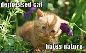 depressed cat hates nature.webp