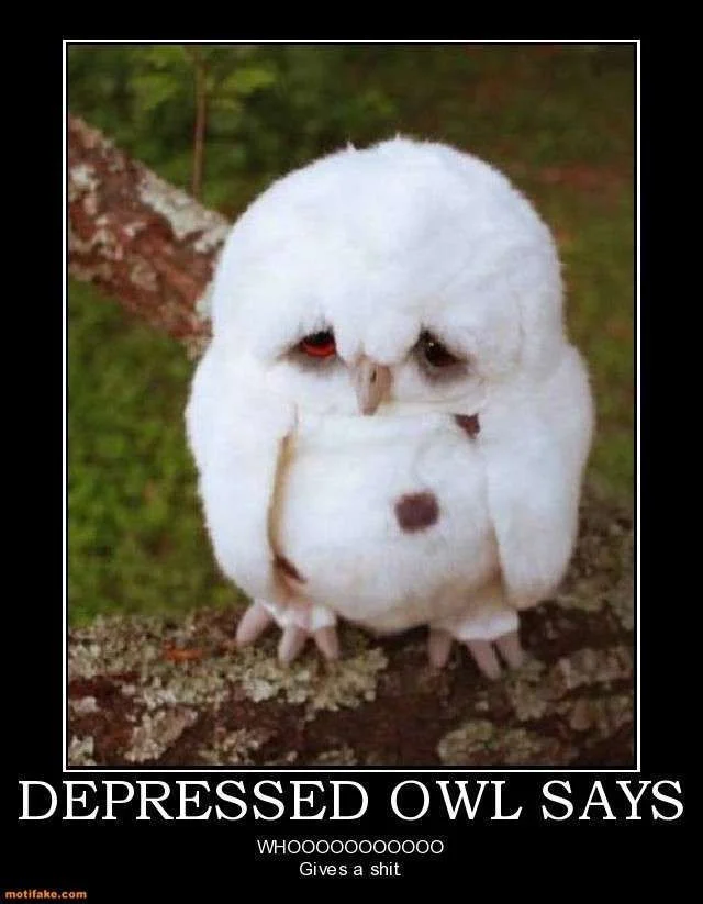 depressed-owl-says-depressed-owl-funny-demotivational-posters-1333369583.webp