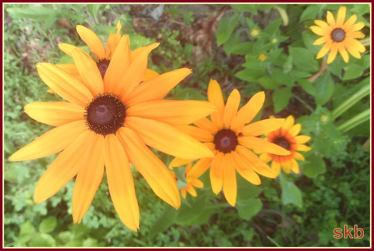 Descending yellow flowers.webp