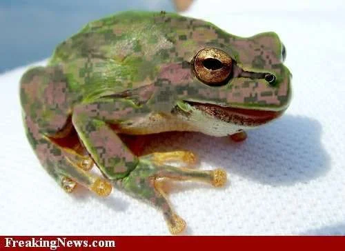 DIGITAL-FROG--35850.webp
