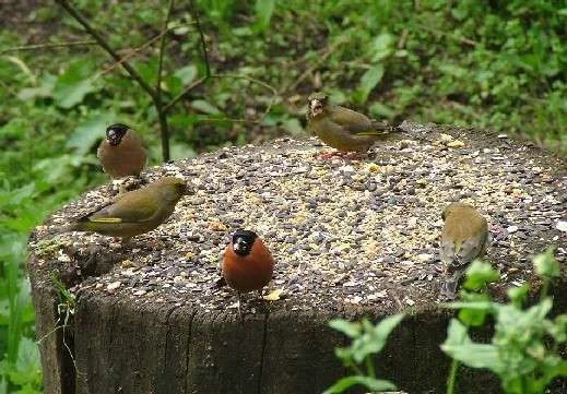 Dinner Time.webp