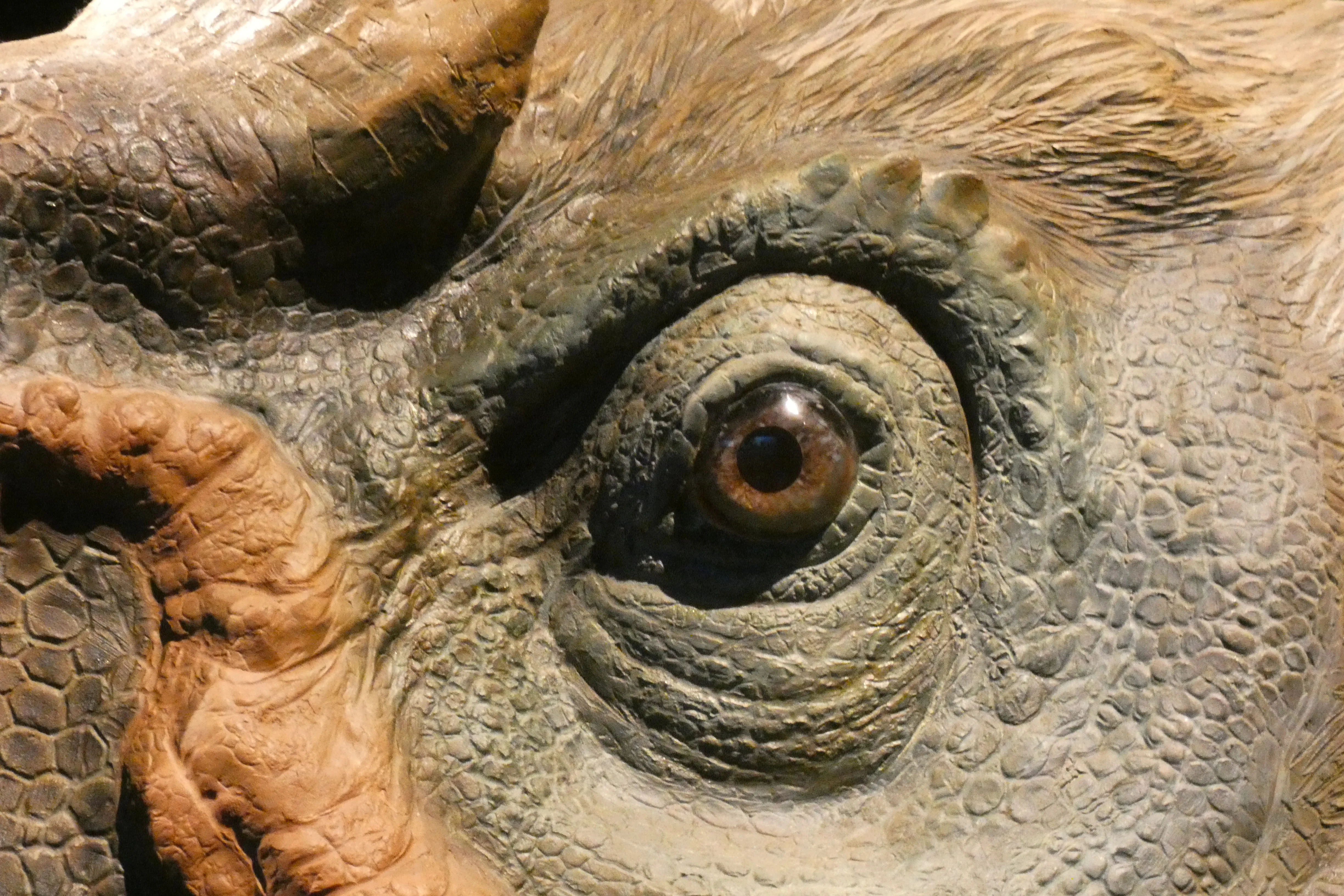 dinosaur eye CMC.webp