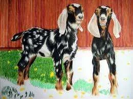 disco goats.webp
