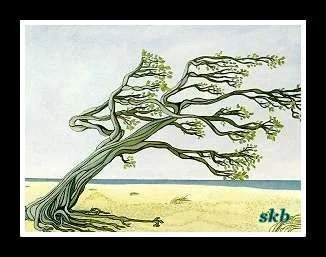 divi divi tree framed.webp
