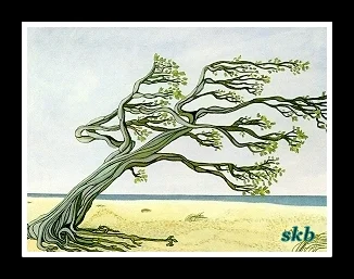 divi divi tree framed.webp