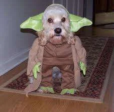 dog 2.webp