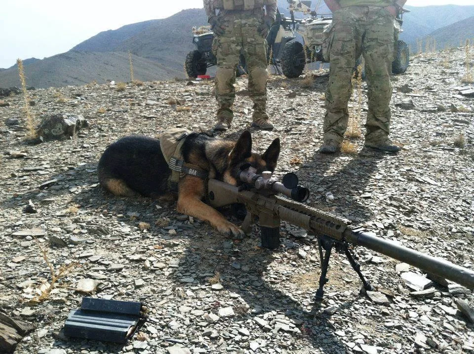 dog 50cal.webp