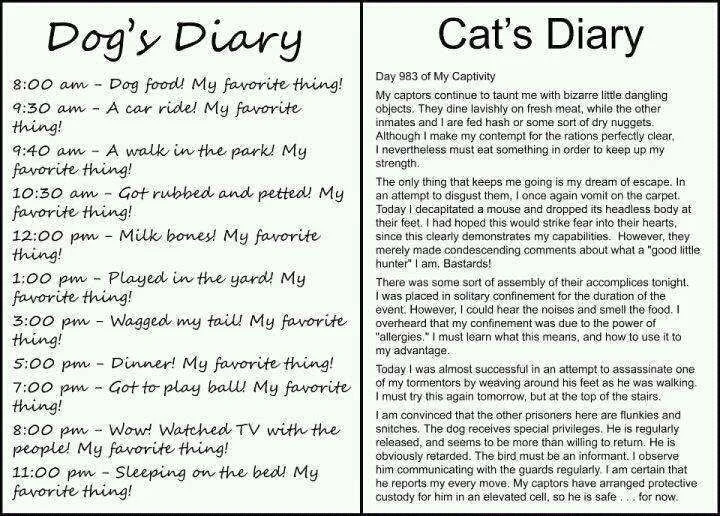 dog and cats diary.webp