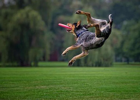dog and frisbee.webp