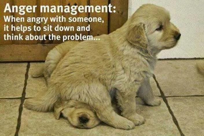 Dog anger.webp