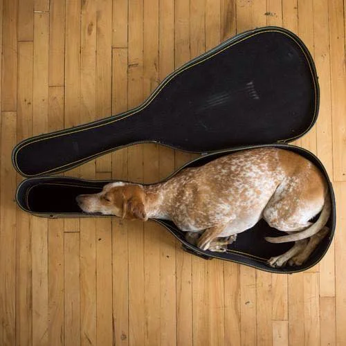 dog case.webp