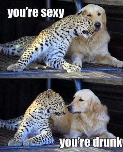 dog cat.webp