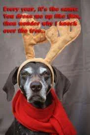 Dog fancy xmas dress.webp