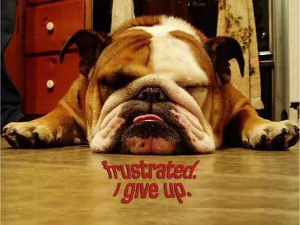 dog-frustrated.webp