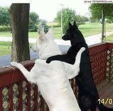 Dog hugs_1.webp