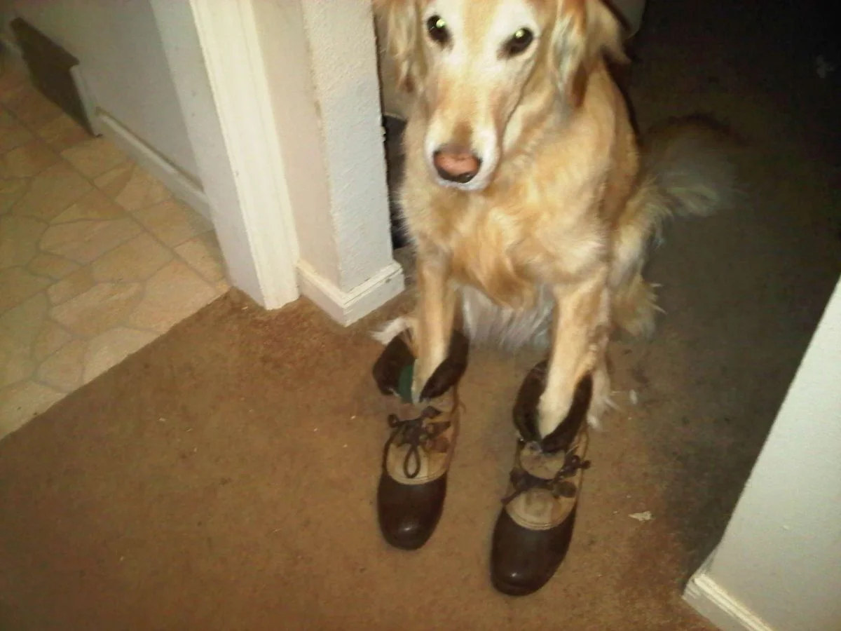 Dog in Boots.webp