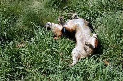 dog rolling.webp