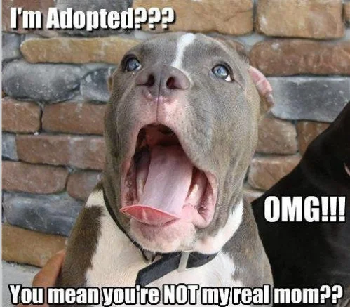 dog saying.webp