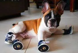 dog shoes.webp