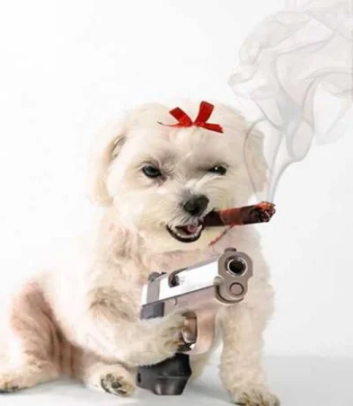 Dog.webp