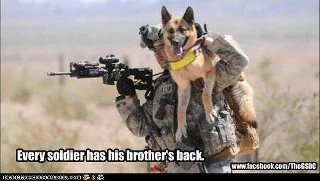 Dog.webp